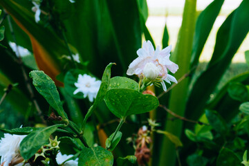 white jasmine flower in a garden