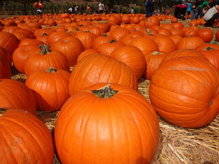 Pile of Fall Harvest Pumpkins in a Pumpkin Patch at Halloween and Thanksgiving holiday, Background
