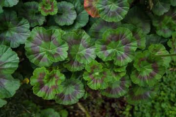 Background of bicolor geranium leaves