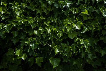 Fototapeta na wymiar Background of green leaves at hard light