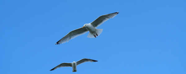 Blue sky with two seagulls flying in the air in fine weather - Stockphoto