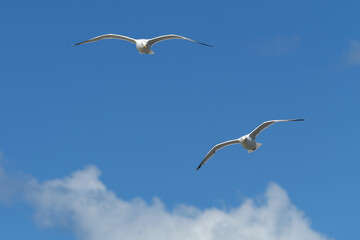 Blue sky with two seagulls flying in the air in fine weather - Stockphoto