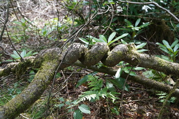 spring tree nature