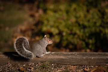 squirrel on the ground