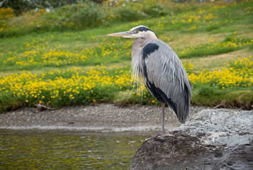 Fototapeta premium great blue heron with yellow field
