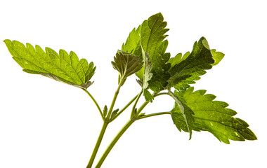 green sprout of mint lemon balm on a white background