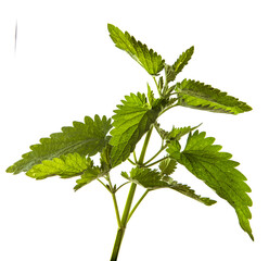 green sprout of mint lemon balm on a white background