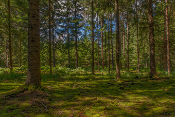 Wald