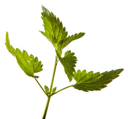 green sprout of mint lemon balm on a white background
