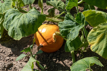 Close-up of a pumpkin in a field or garden