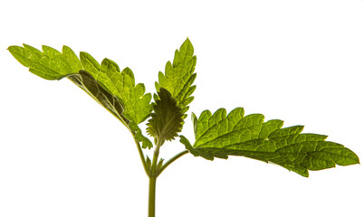green sprout of mint lemon balm on a white background