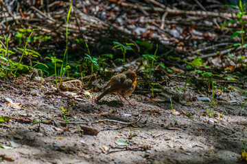 Naklejka na ściany i meble A close-up shot of a robin bird in a forest