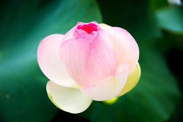 Lotus bloom