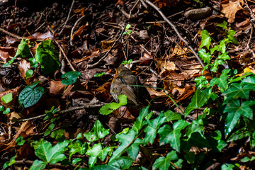 Fototapeta premium A close-up shot of a robin bird in a forest