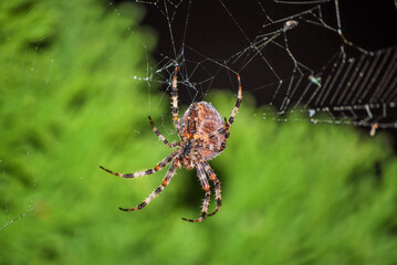 Spider hanging in the web close-up shot