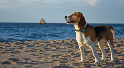 Beagle on the beach by the sanked ship in the sunset