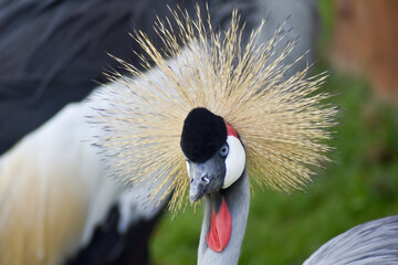 Kolorowy ptak Koronnik szary na zielonej trawie. © Krzysztof Głowacki