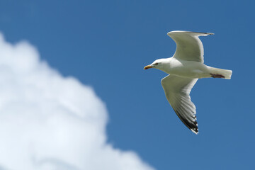 A seagull flying high in the air and blue sky with white clouds in fine weather - Stockphoto