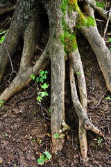 Tree roots in the forest