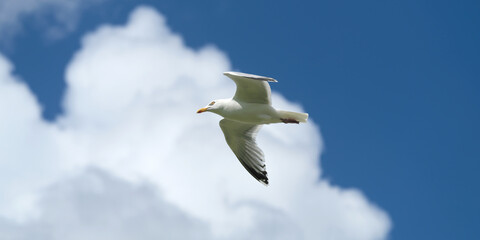 A seagull flying high in the air and blue sky with white clouds in fine weather - Stockphoto