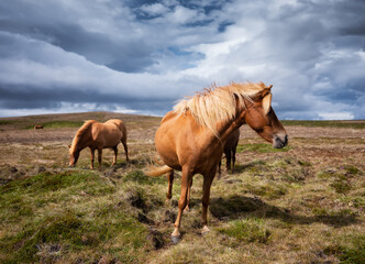 Horses in Iceland. Horse and pony on the Westfjord in Iceland. Composition with wild animals. Classic icelandic landscape in the summer season. Travel - image