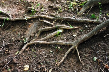Obraz premium Moss on tree roots