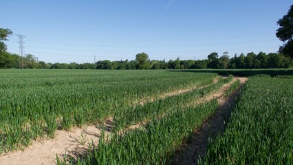 Beautiful English cornfield in spring showing tracks through the field