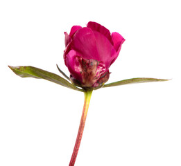 red blooming peony flower on white background
