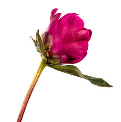 red blooming peony flower on white background