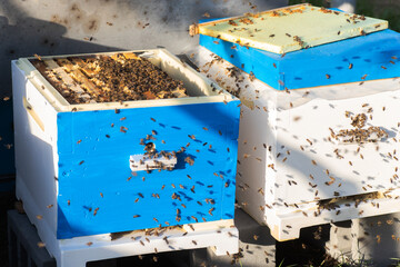 beekeeper pushesframe in hive. Examination of honey bees in summer during honey harvest.