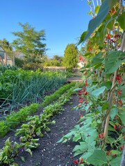 Home made garden allotment with a wide selection of growing vegetables and fruit.