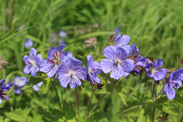Group of woolly geranium blossoms at Purinton Creek Trail in Sutton, Alaska