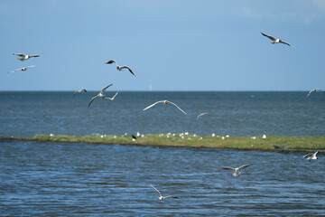 Ein Schwarm von Möven an der Nordseeküste im Nationalpark Wattenmeer - Stockfoto