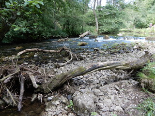 tree in the river