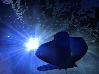 Sting Ray in water