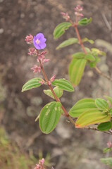 Obraz na płótnie Canvas Purple flower called Quaresminha or Orelha-de-onça (scientific name: Pleroma heteromallum (D. Don) D.Don). They are same family of purple glory tree or princess flower but in a size of a bush 