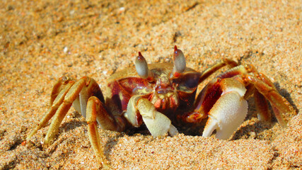 A close up of a crab hiding in sand on a beach.