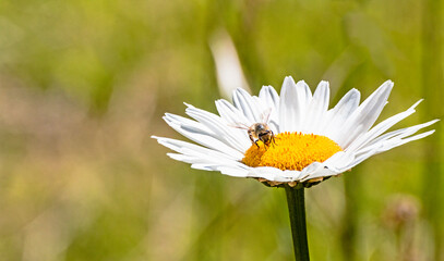 Bee extracting pollen from the yellow center of a daisy flower in a garden