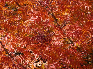 Trees turning red signal an unusual chance of a fall sooner with the el nino  being forecast by the weather service. The berries are the last stage are in clumps throughout the trees framework.