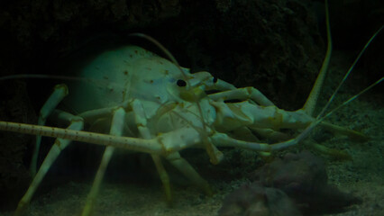backlit purple lobster in the water