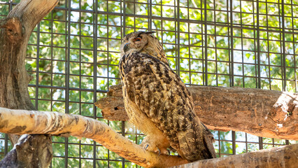 different shots of an eagle owl and its big eyes