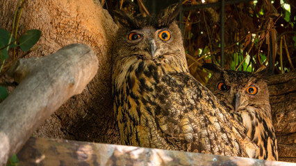 different shots of an eagle owl and its big eyes