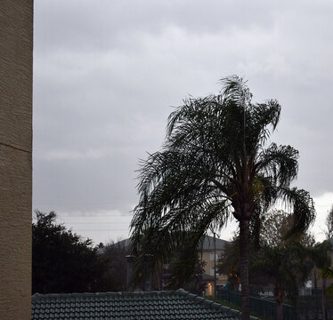 Palm Trees Swaying In Tropical Storm