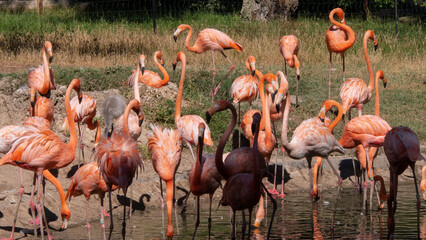 different shots of beautiful and colorful flamingos