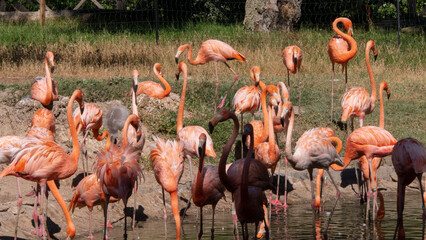 different shots of beautiful and colorful flamingos
