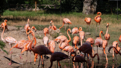 Obraz premium different shots of beautiful and colorful flamingos