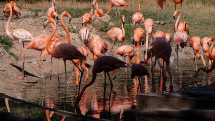 different shots of beautiful and colorful flamingos