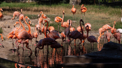 Obraz premium different shots of beautiful and colorful flamingos