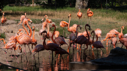 Obraz premium different shots of beautiful and colorful flamingos