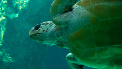 different shots of a hawksbill turtle swimming